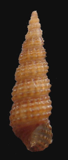 Cerithiidae: Gen. Bittium